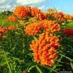 Butterfly Weed